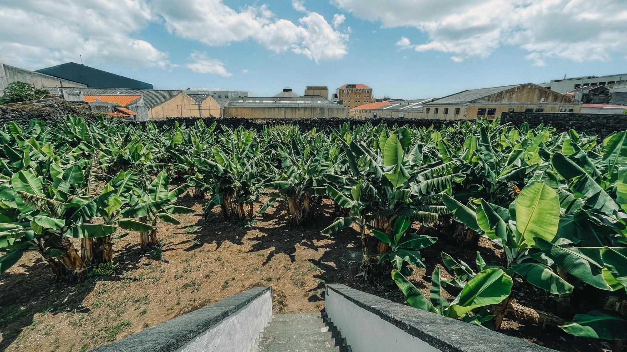 Villa The Farm - Azores Boutique House Ponta Delgada Exterior foto